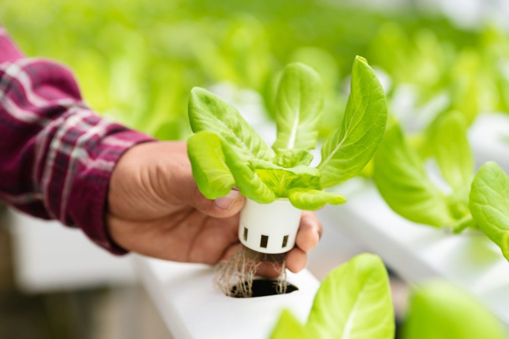 Grow Your Own Garden with Hydroponic Seed Starters